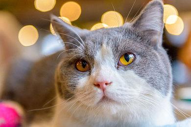 韩国模拟游戏《inZOI》新视频 比《模拟人生》更棒